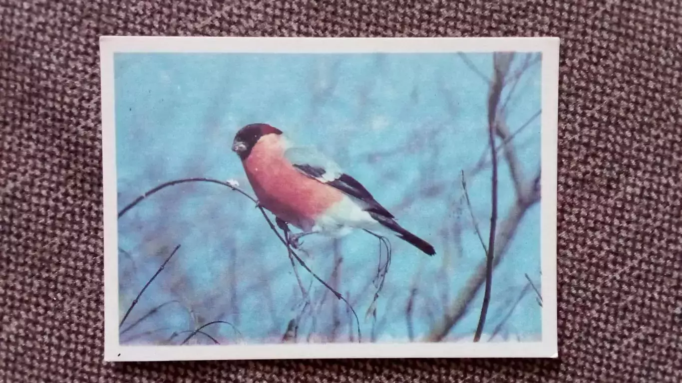 Карманный календарик : Снегирь 1990 г. Птица Фауна