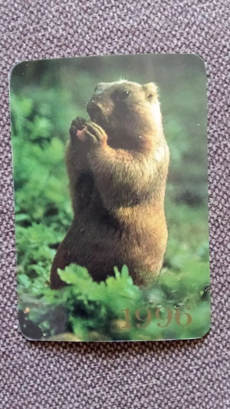 Карманный календарик : Бобр Бобёр 1996 г. Фауна Животные