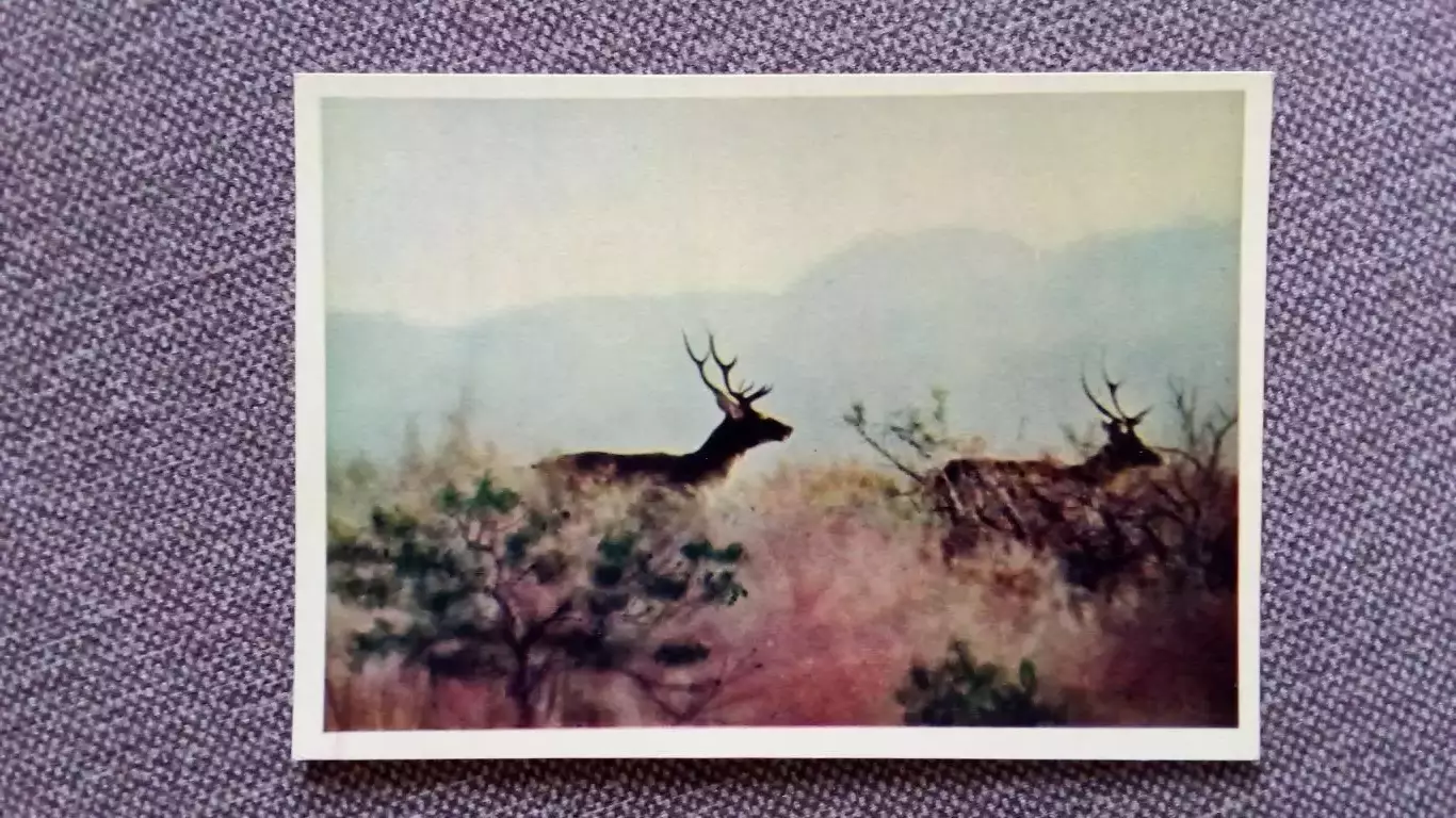 Тугайские олени (Таджикистан) 1958 г. почтовая карточка-открытка (Животные Фауна