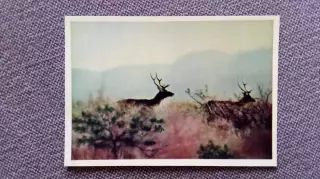 Тугайские олени (Таджикистан) 1958 г. почтовая карточка-открытка (Животные Фауна