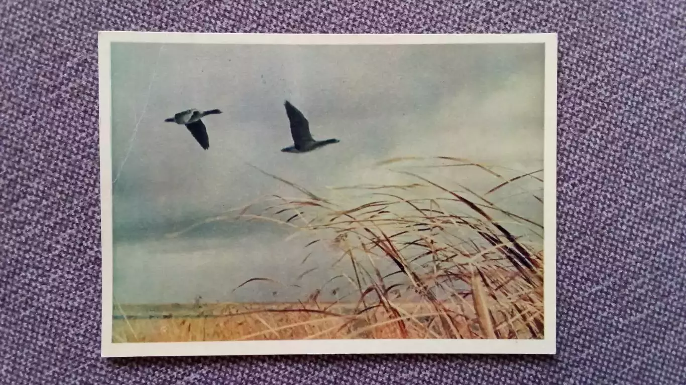 Летят гуси 1958 г. Птицы Фауна Животные (почтовая карточка - открытка)