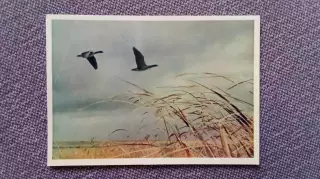 Летят гуси 1958 г. Птицы Фауна Животные (почтовая карточка - открытка)