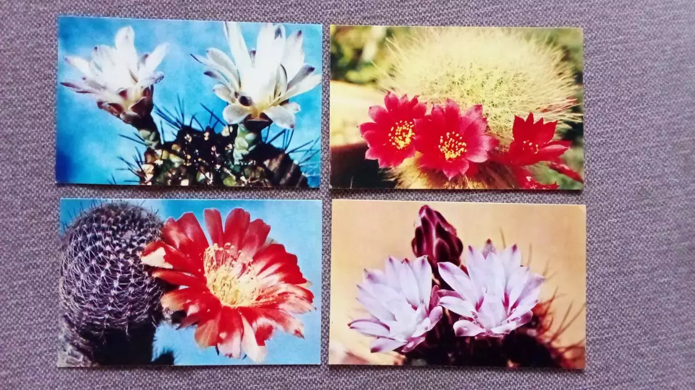 Кактусы 1972 г. полный набор - 15 открыток (чистые) Цветы Растения Флора 2
