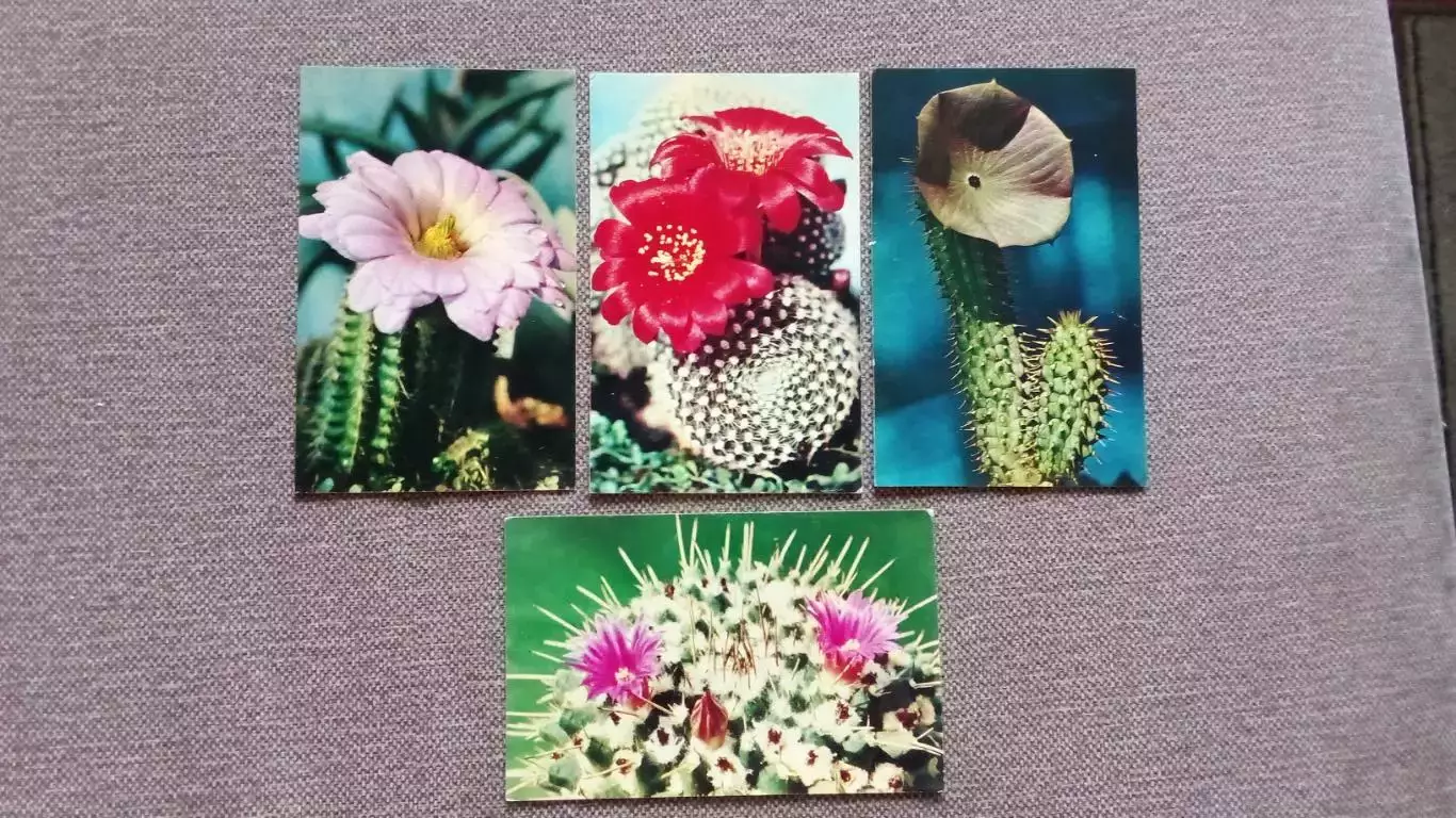 Кактусы 1972 г. полный набор - 15 открыток (чистые) Цветы Растения Флора 3