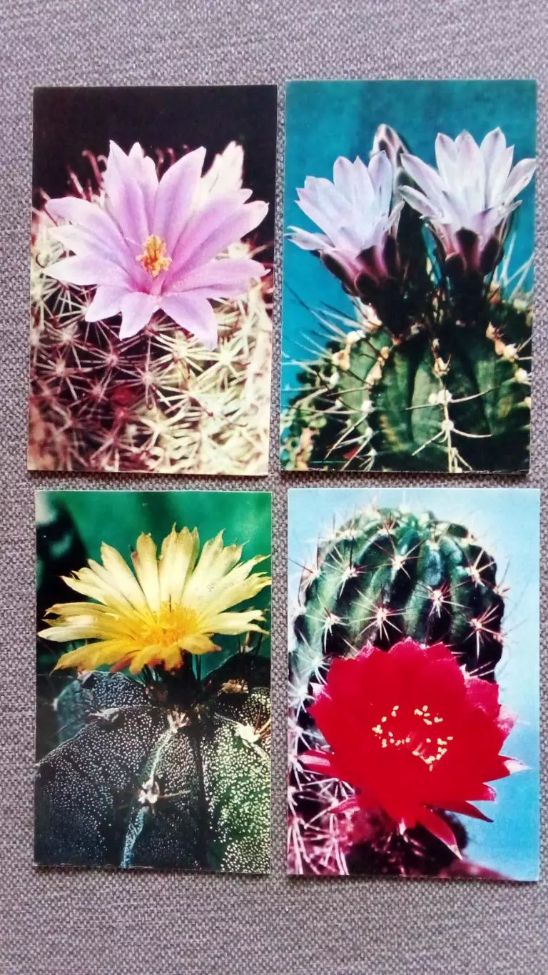 Кактусы 1972 г. полный набор - 15 открыток (чистые) Цветы Растения Флора 4