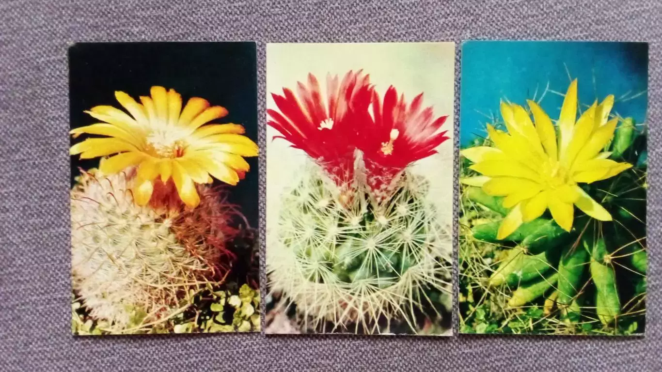 Кактусы 1972 г. полный набор - 15 открыток (чистые) Цветы Растения Флора 5