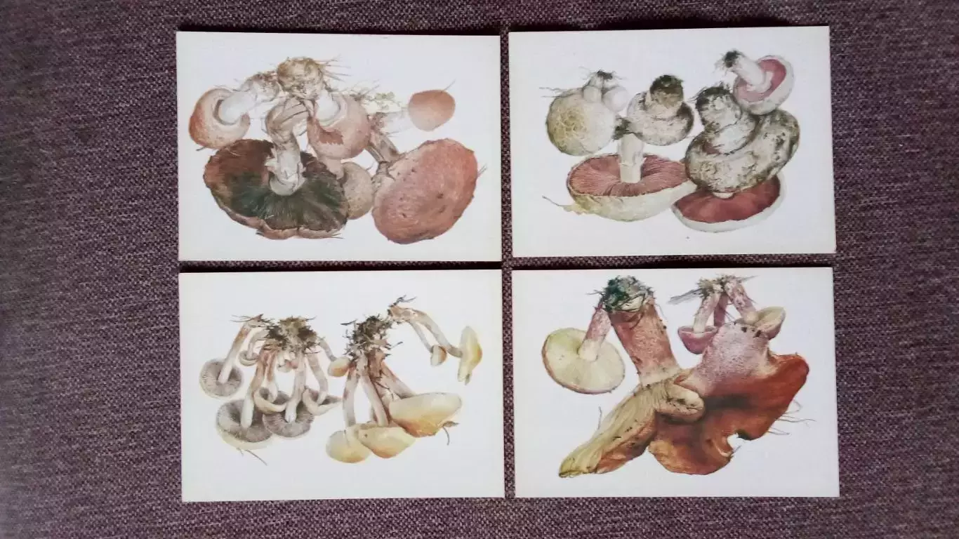 Грибы 1984 г. (выпуск № 2) полный набор - 16 открыток (чистые) Флора Растения 2