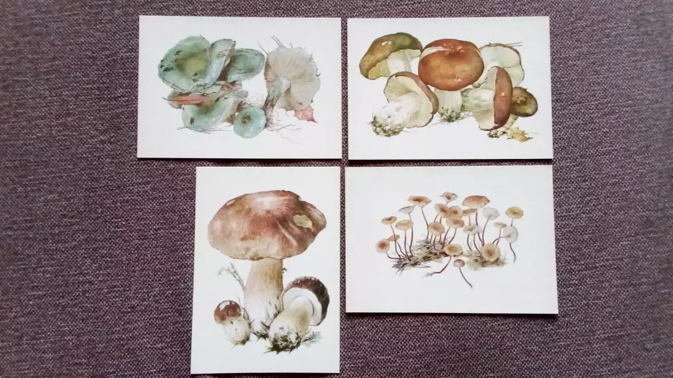 Грибы 1984 г. (выпуск № 2) полный набор - 16 открыток (чистые) Флора Растения 3