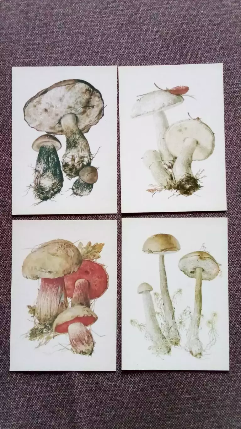 Грибы 1984 г. (выпуск № 2) полный набор - 16 открыток (чистые) Флора Растения 4