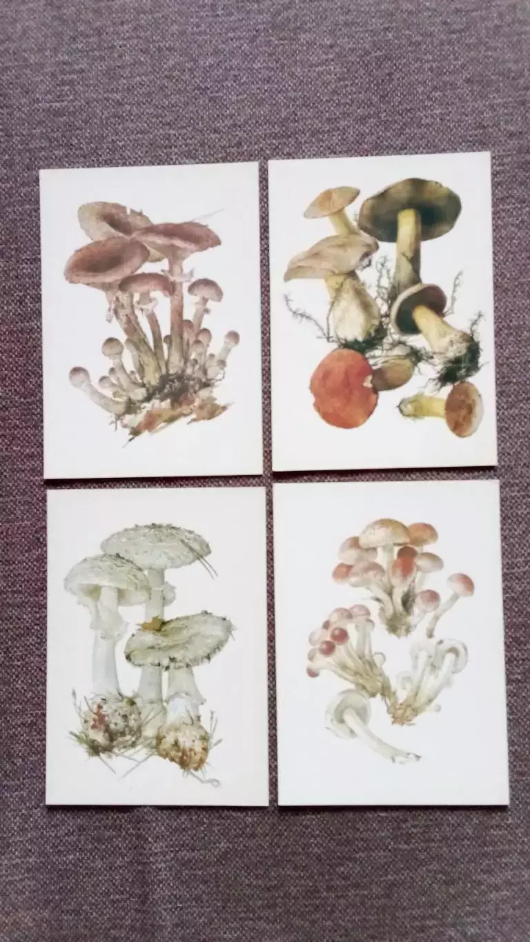 Грибы 1984 г. (выпуск № 2) полный набор - 16 открыток (чистые) Флора Растения 5