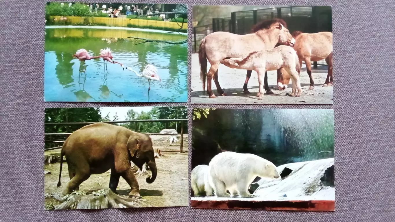 Зоопарк (Чехословакия) 70-е годы , полный набор - 12 открыток (Фауна , животные) 4
