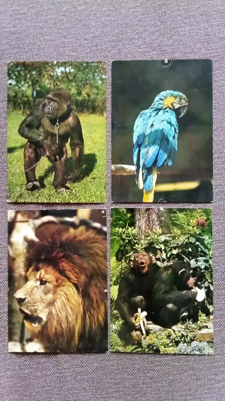 Зоопарк (Чехословакия) 70-е годы , полный набор - 12 открыток (Фауна , животные) 5