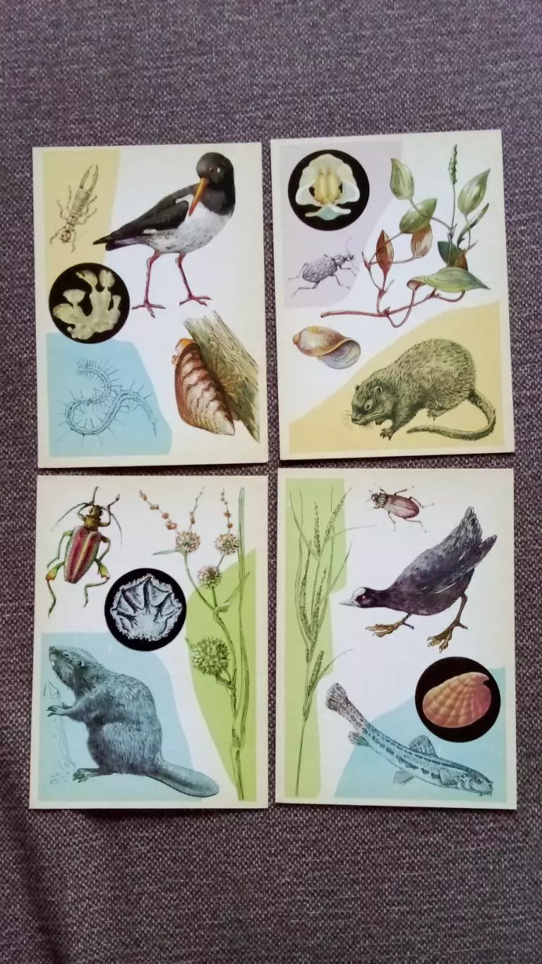 У водоема (выпуск № 2) 1978 г. полный набор - 16 открыток (Флора Фауна) Рыба 2