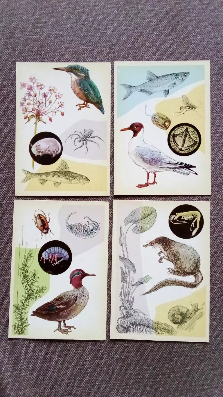 У водоема (выпуск № 2) 1978 г. полный набор - 16 открыток (Флора Фауна) Рыба 3