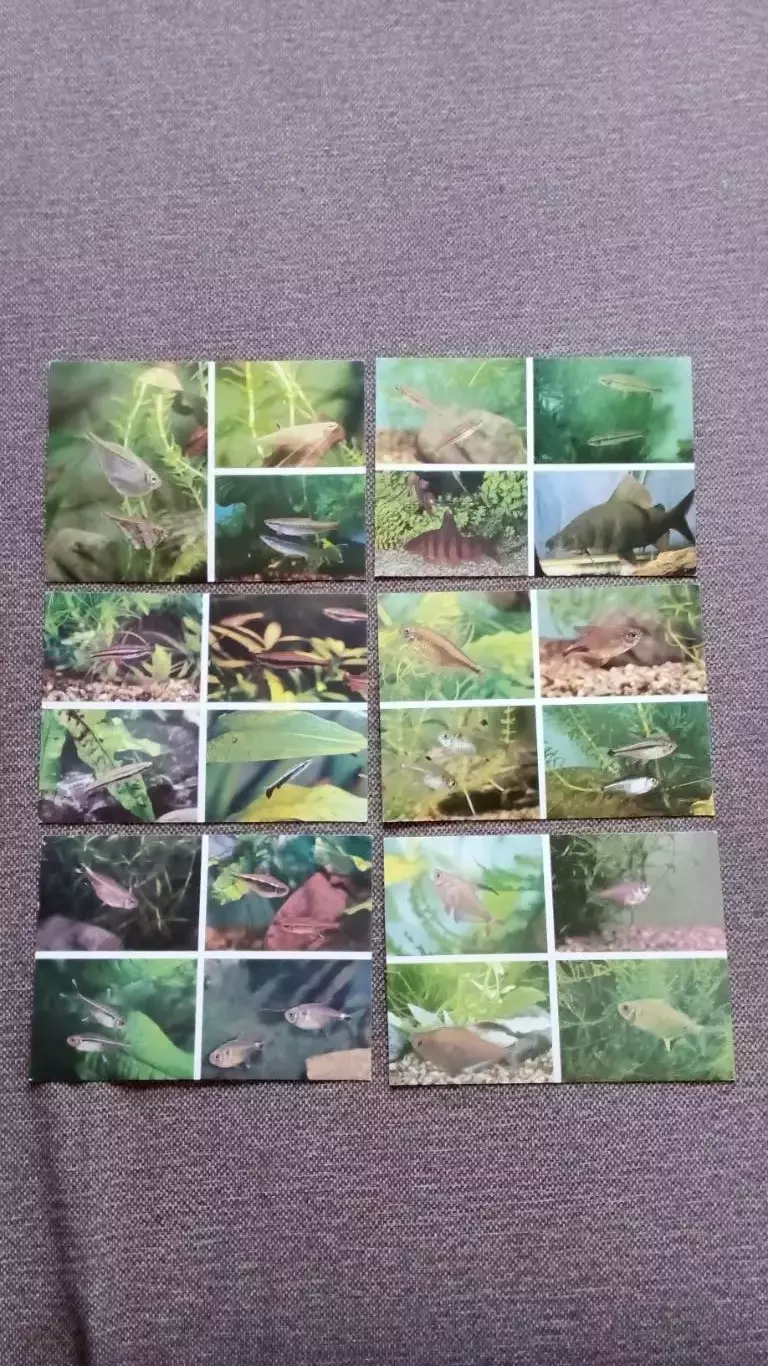 Пестрый мир аквариума (выпуск № 6) 1987 г. полный набор - 18 открыток (Рыбки) 3