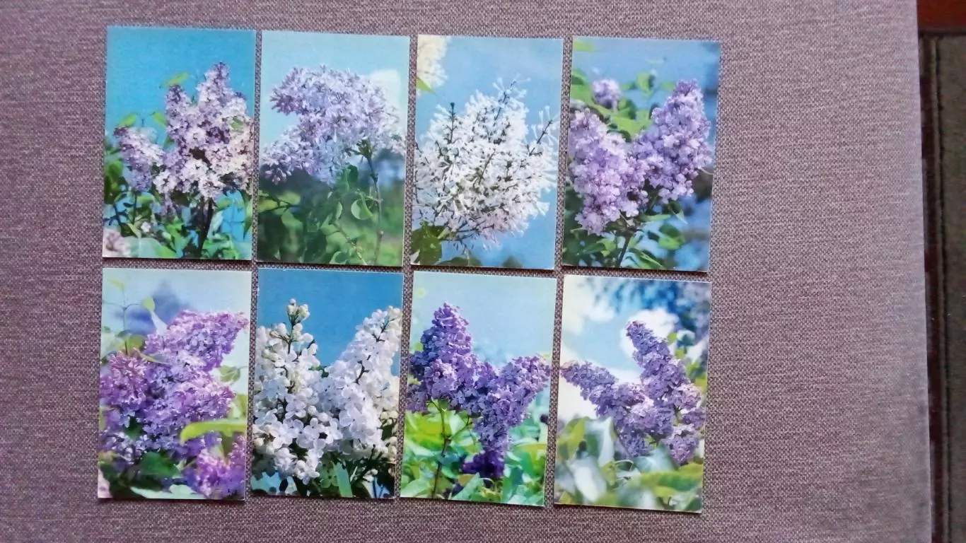 Цветы : Сирень 1976 г. полный набор - 30 открыток (чистые) Флора Растения 2