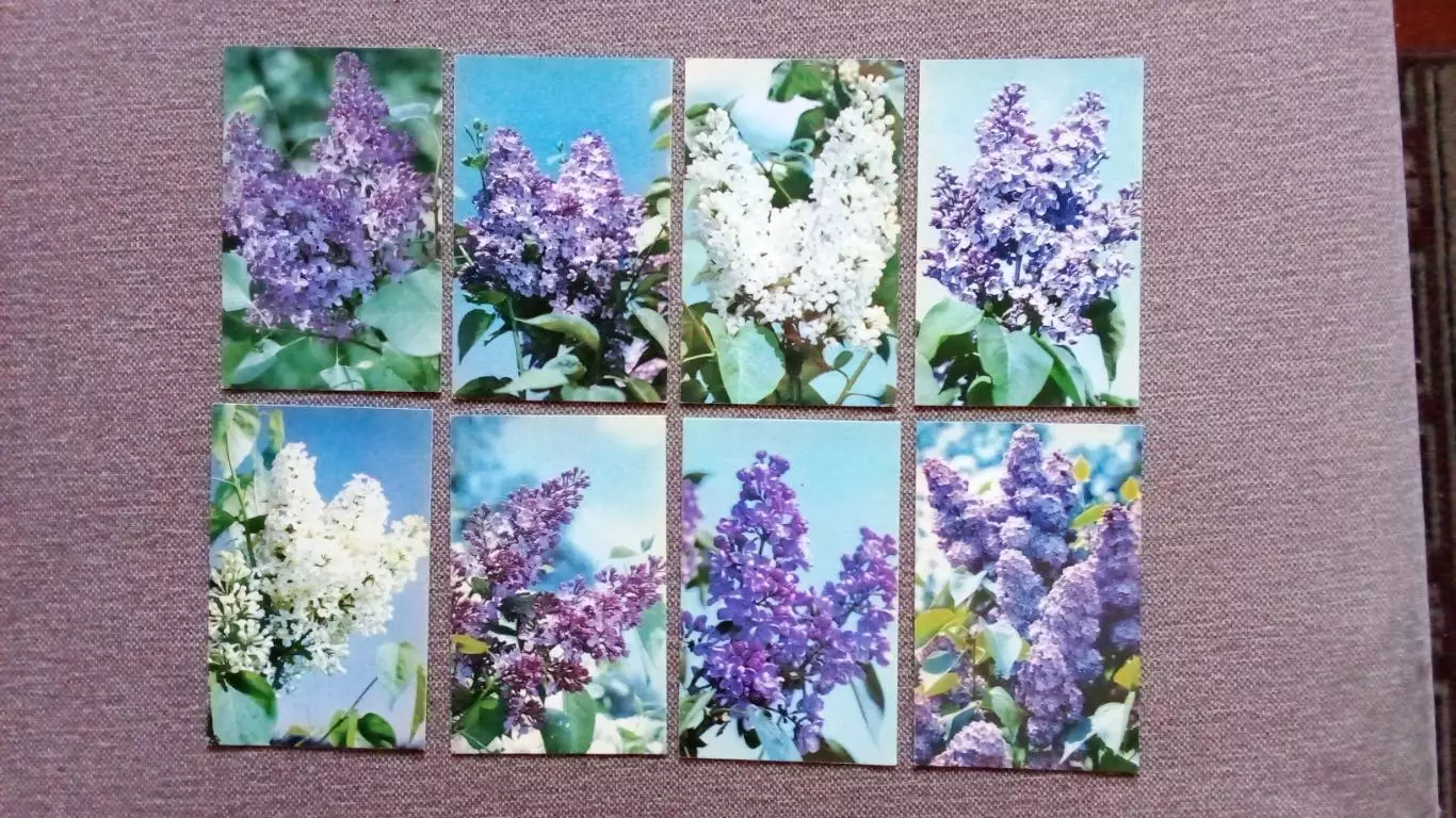 Цветы : Сирень 1976 г. полный набор - 30 открыток (чистые) Флора Растения 3