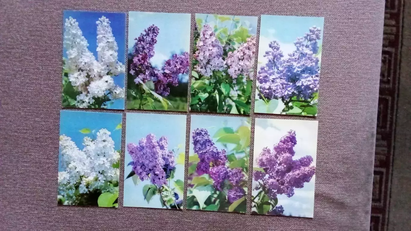 Цветы : Сирень 1976 г. полный набор - 30 открыток (чистые) Флора Растения 4