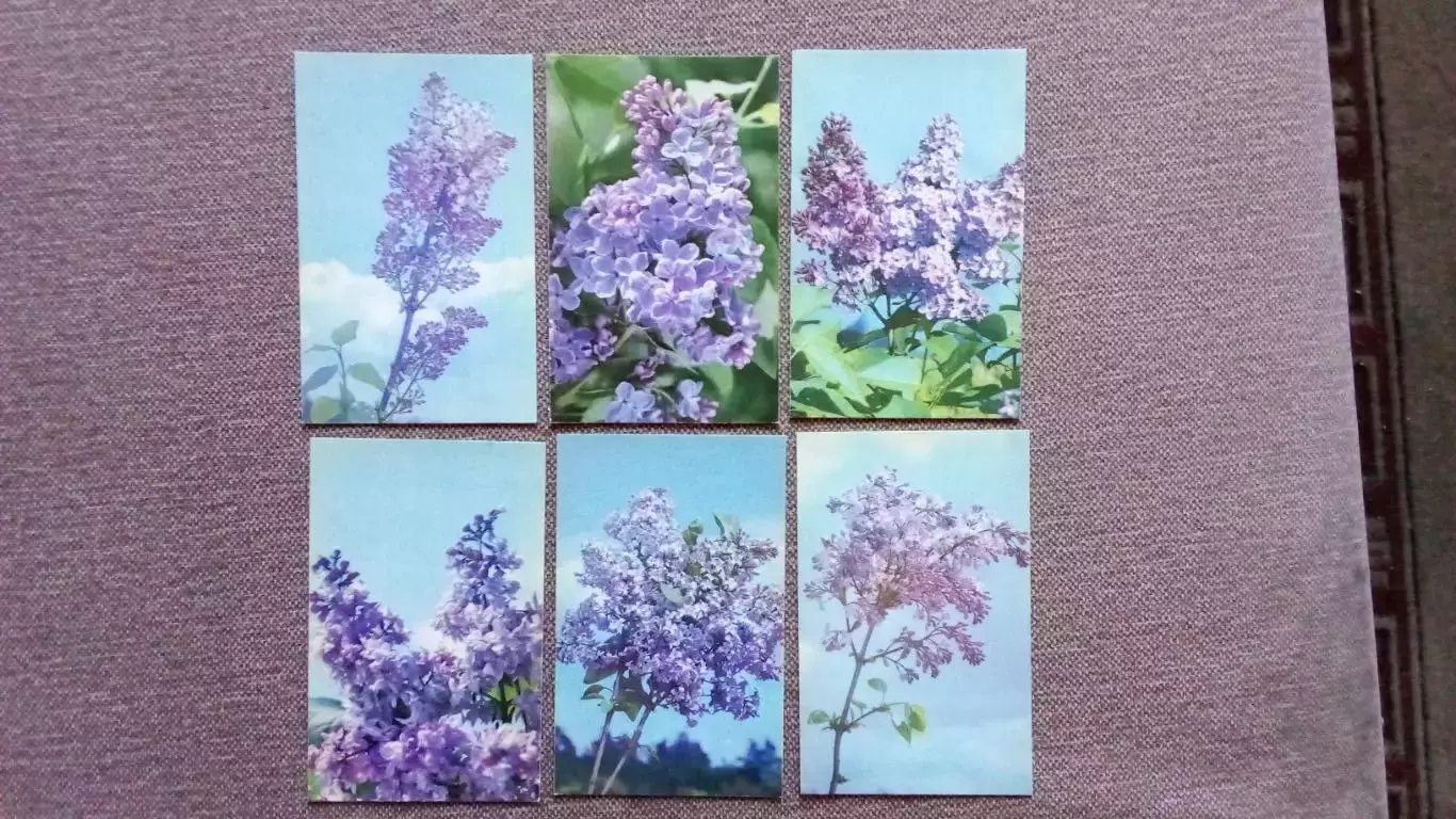 Цветы : Сирень 1976 г. полный набор - 30 открыток (чистые) Флора Растения 5