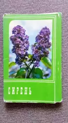 Цветы : Сирень 1976 г. полный набор - 30 открыток (чистые) Флора Растения