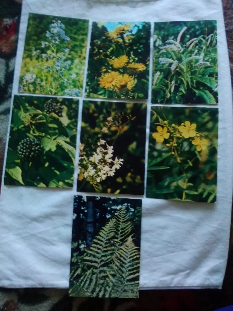 Лекарственные растения 1978 г. полный набор - 25 открыток (Флора) чистые , идеал 4