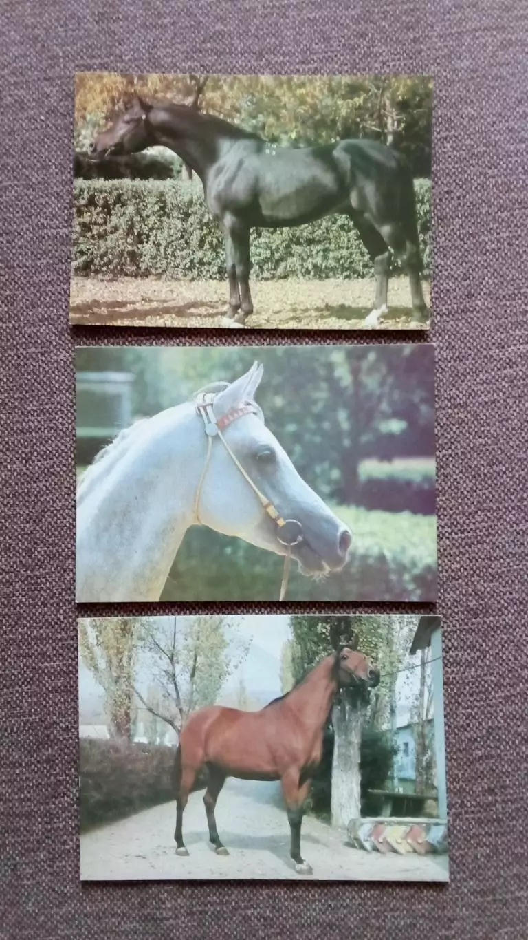 Арабские звезды Ставрополья 1988 г. полный набор - 15 открыток (Лошадь Конь) 4