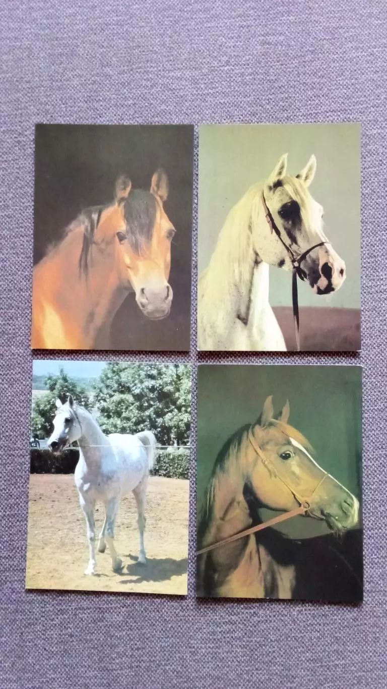 Арабские звезды Ставрополья 1988 г. полный набор - 15 открыток (Лошадь Конь) 5