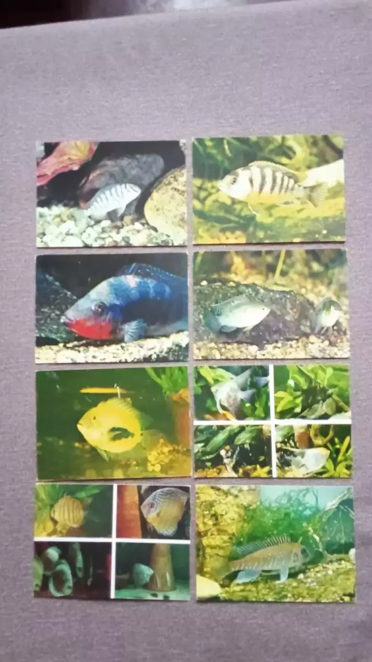 Пестрый мир аквариума 1983 г. Выпуск № 3 полный набор - 25 открыток (Аквариум) 3