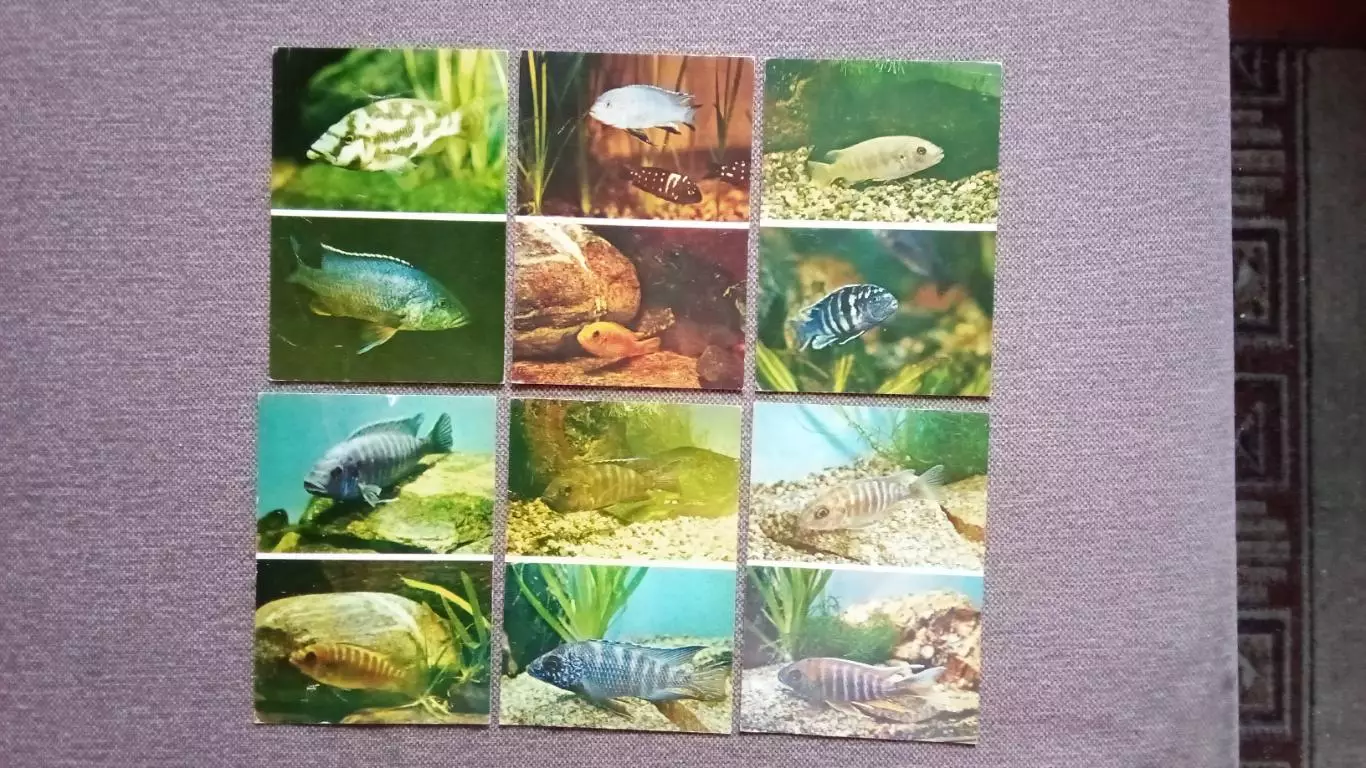 Пестрый мир аквариума 1983 г. Выпуск № 3 полный набор - 25 открыток (Аквариум) 5