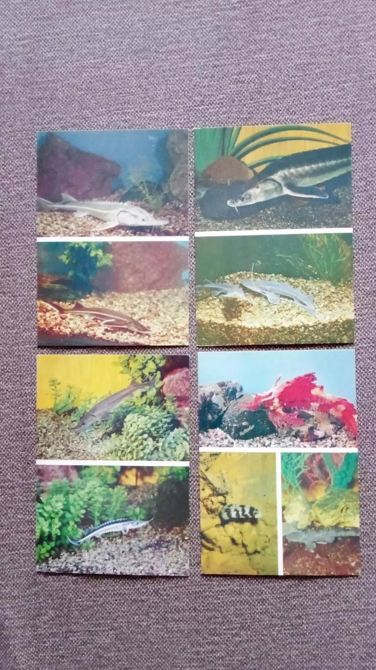 Аквариум Московского зоопарка 1985 г. полный набор - 24 открыток (Рыбки Фауна) 5