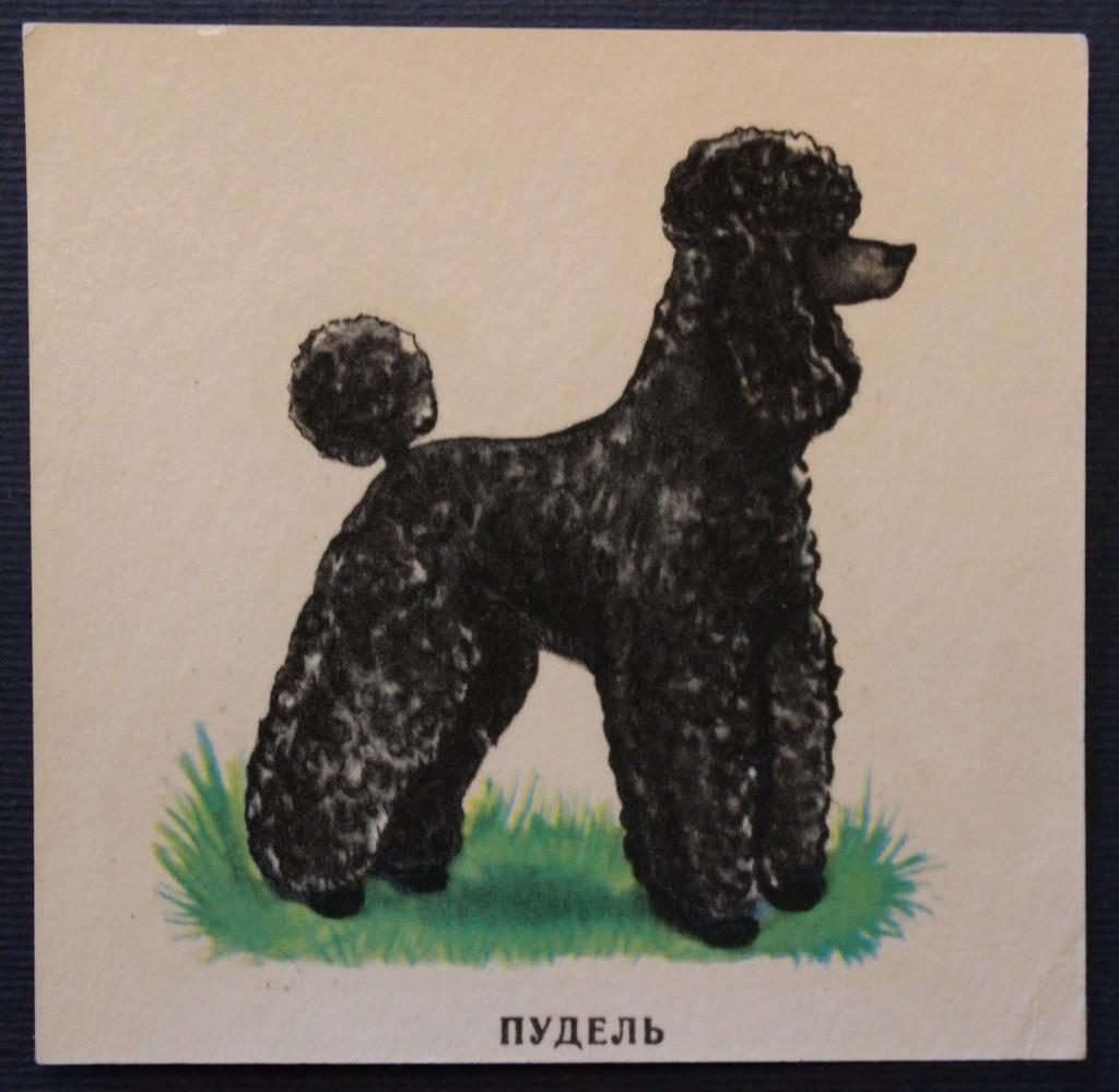 Советская переводная картинка Пудель из серии Собаки
