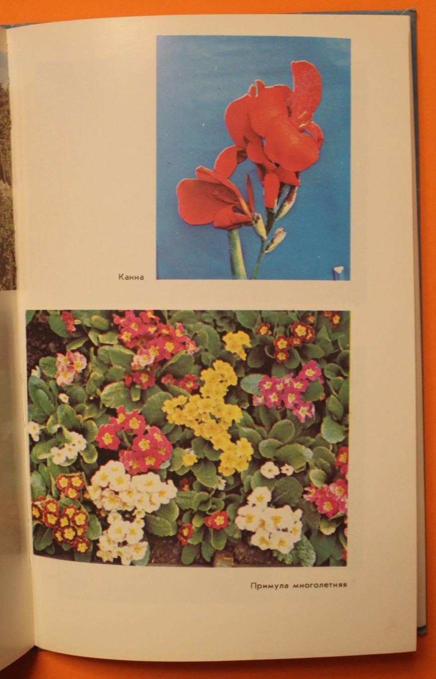 Федор Герасимов Цветы на садовом участке 3