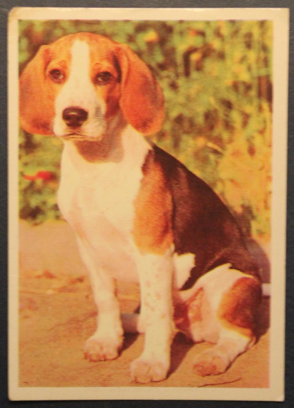 Календарик 1990 (Собака Дружок)