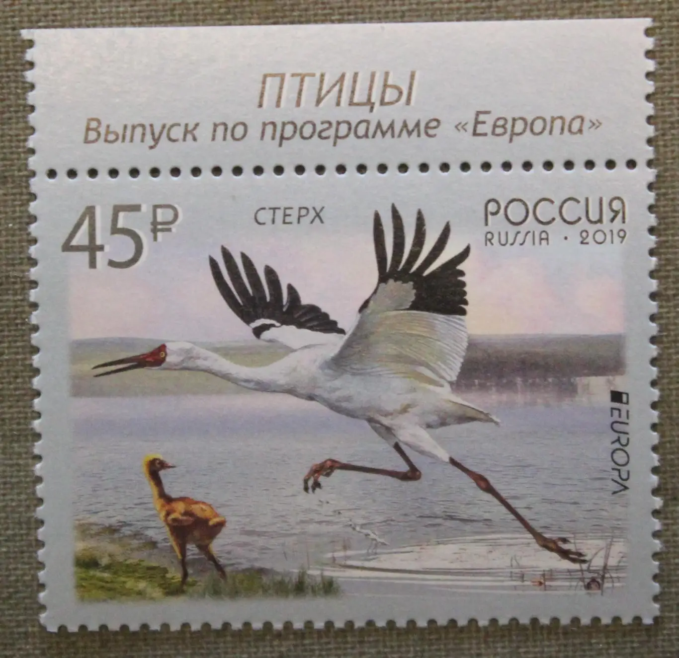 Птицы. Выпуск по программе Европа Почта России 2019