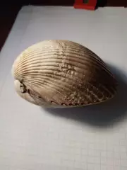 Ракушка двустворчатая