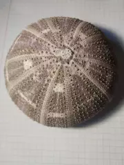 Ракушка морского ежа