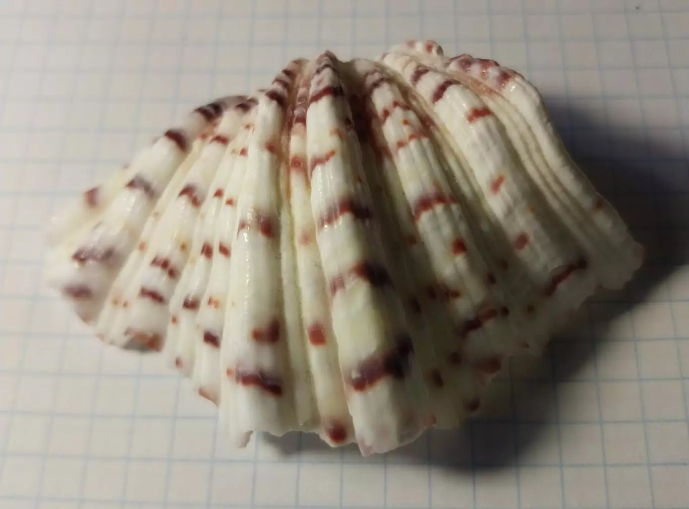 Ракушка натуральная