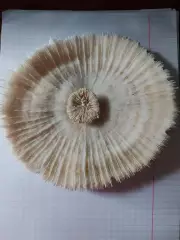 Морской коралл, гриб, круглый