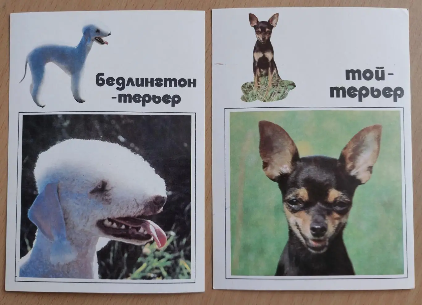 Открытки Собаки из серии Наши верные друзья, 1991 год 5