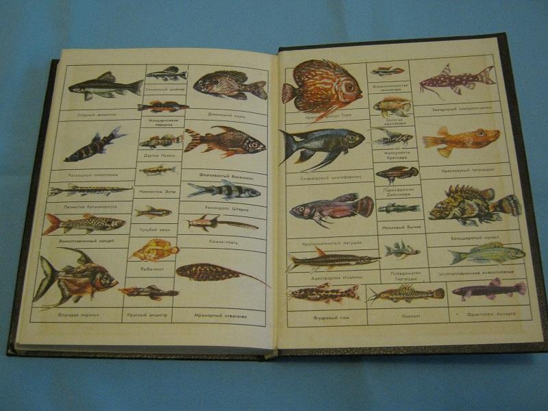 Декоративное рыбоводство 1991 г.. 6
