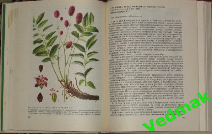 Лекарственная флора Кавказа 4
