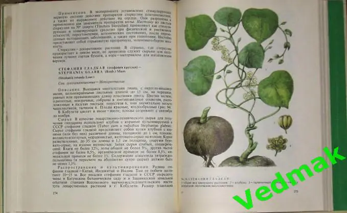 Лекарственная флора Кавказа 5