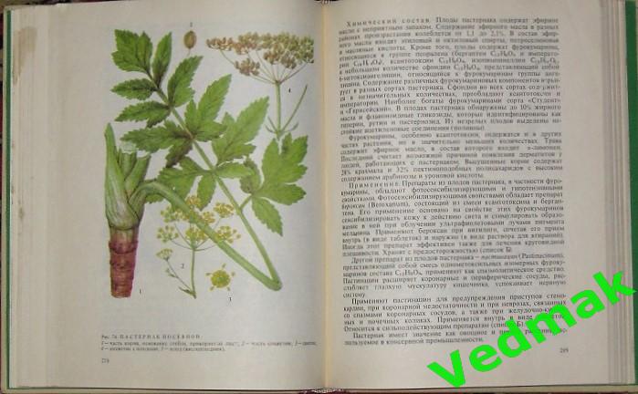 Лекарственная флора Кавказа 6