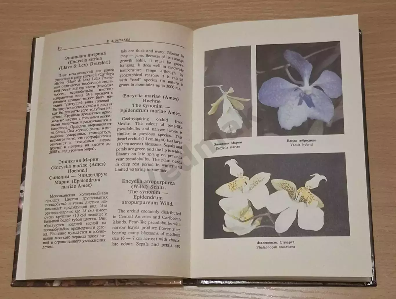 В. А. Михеев ОРХИДЕИ 1993 г 3