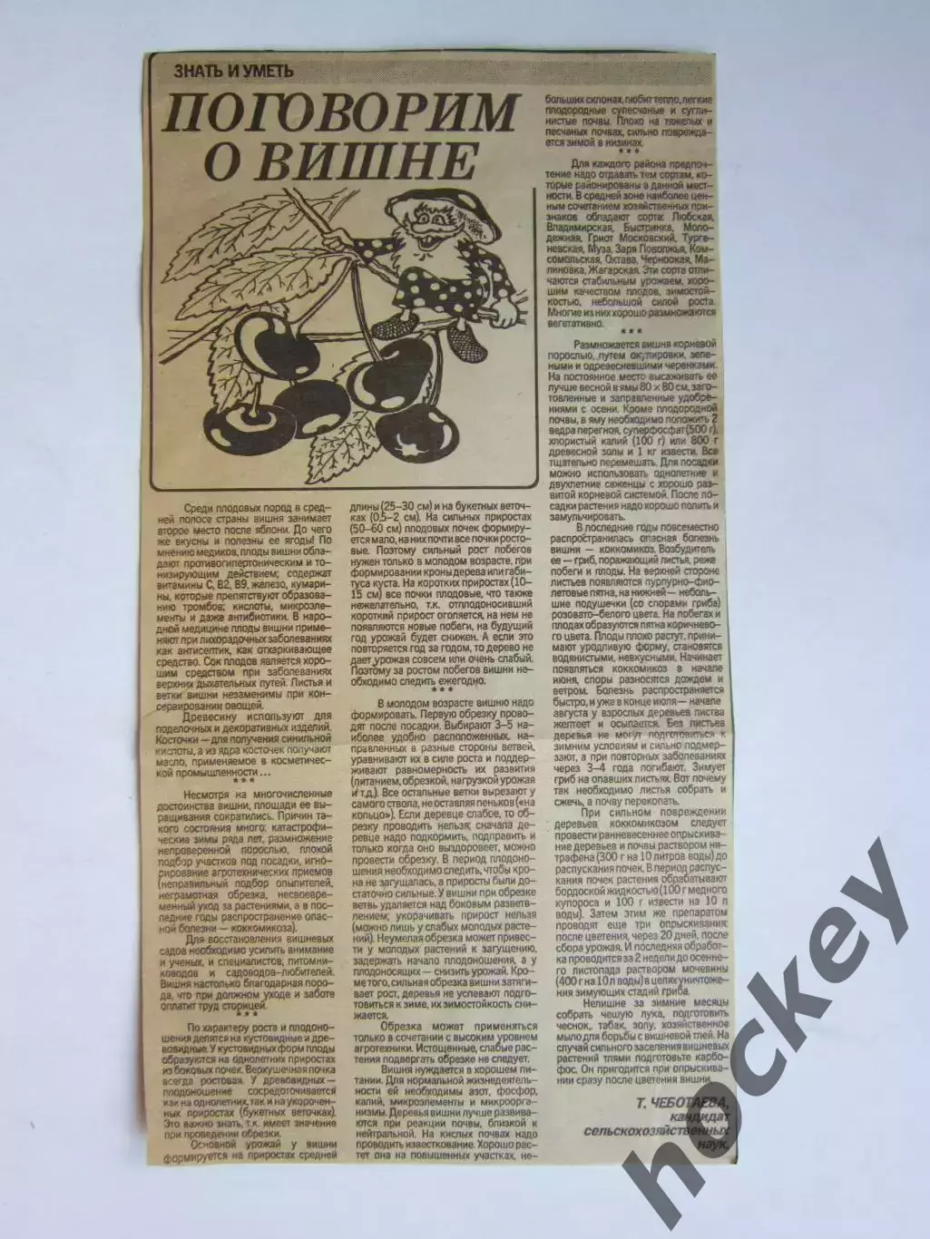 Вырезка из газеты. Знать и уметь. Поговорим о вишне.