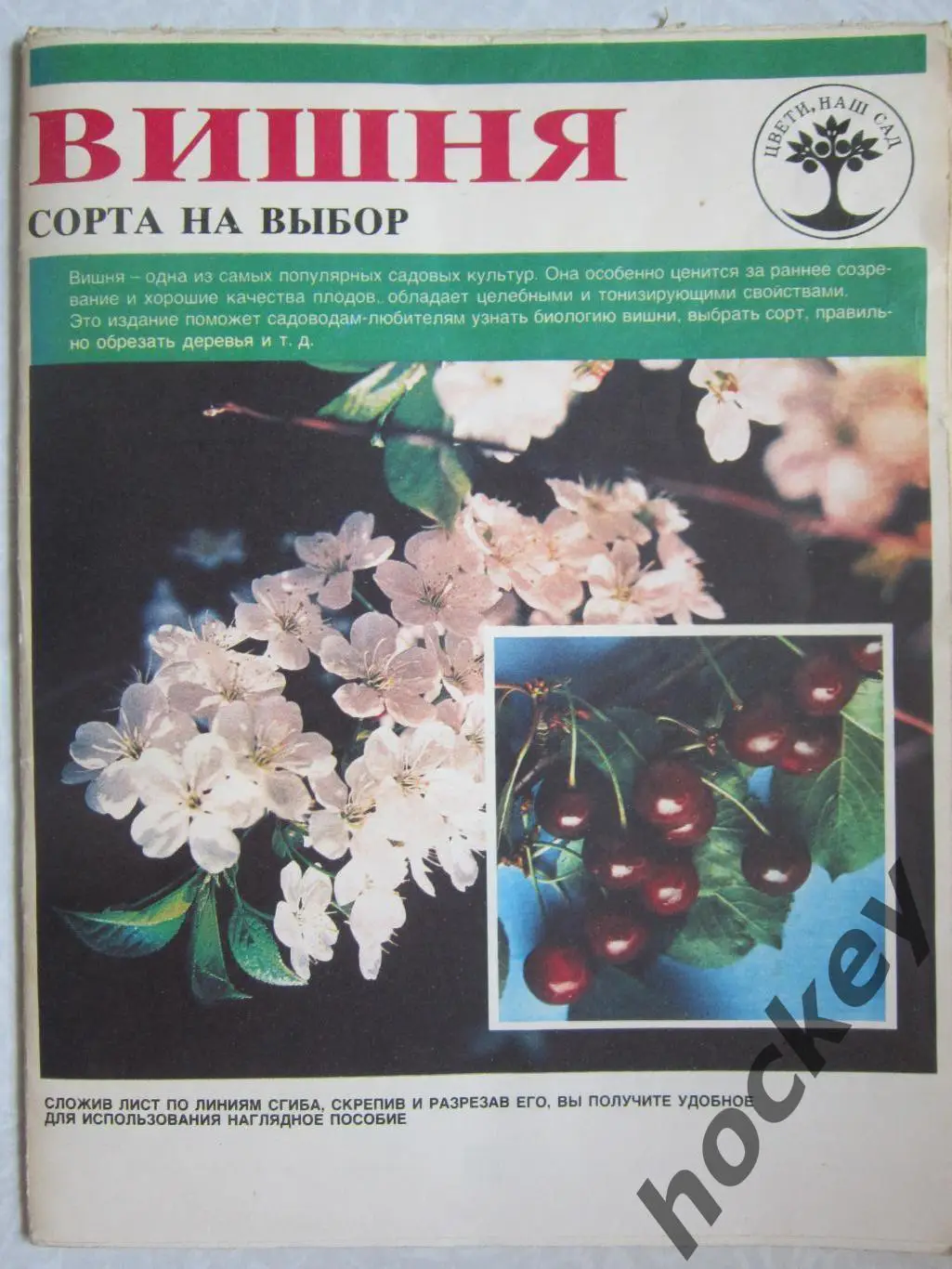 Вишня. Сорта на выбор