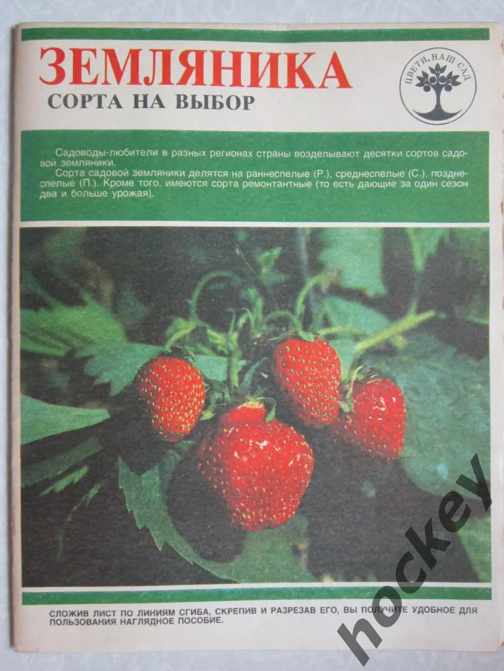 Земляника. Сорта на выбор