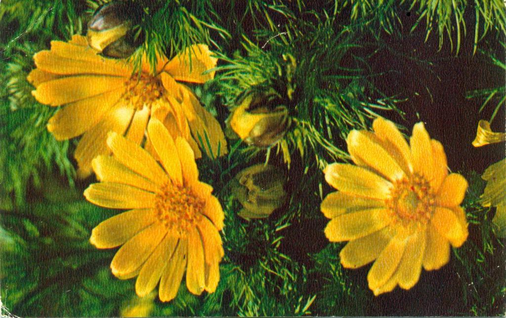 открытка - Горицвет Весенный