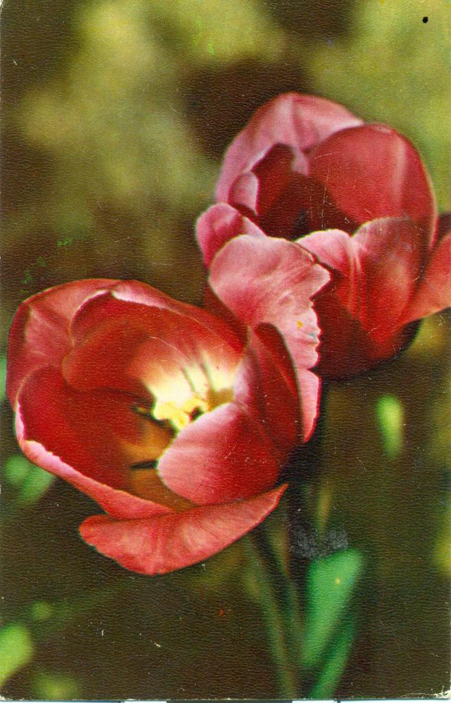 открытка - Тюльпаны