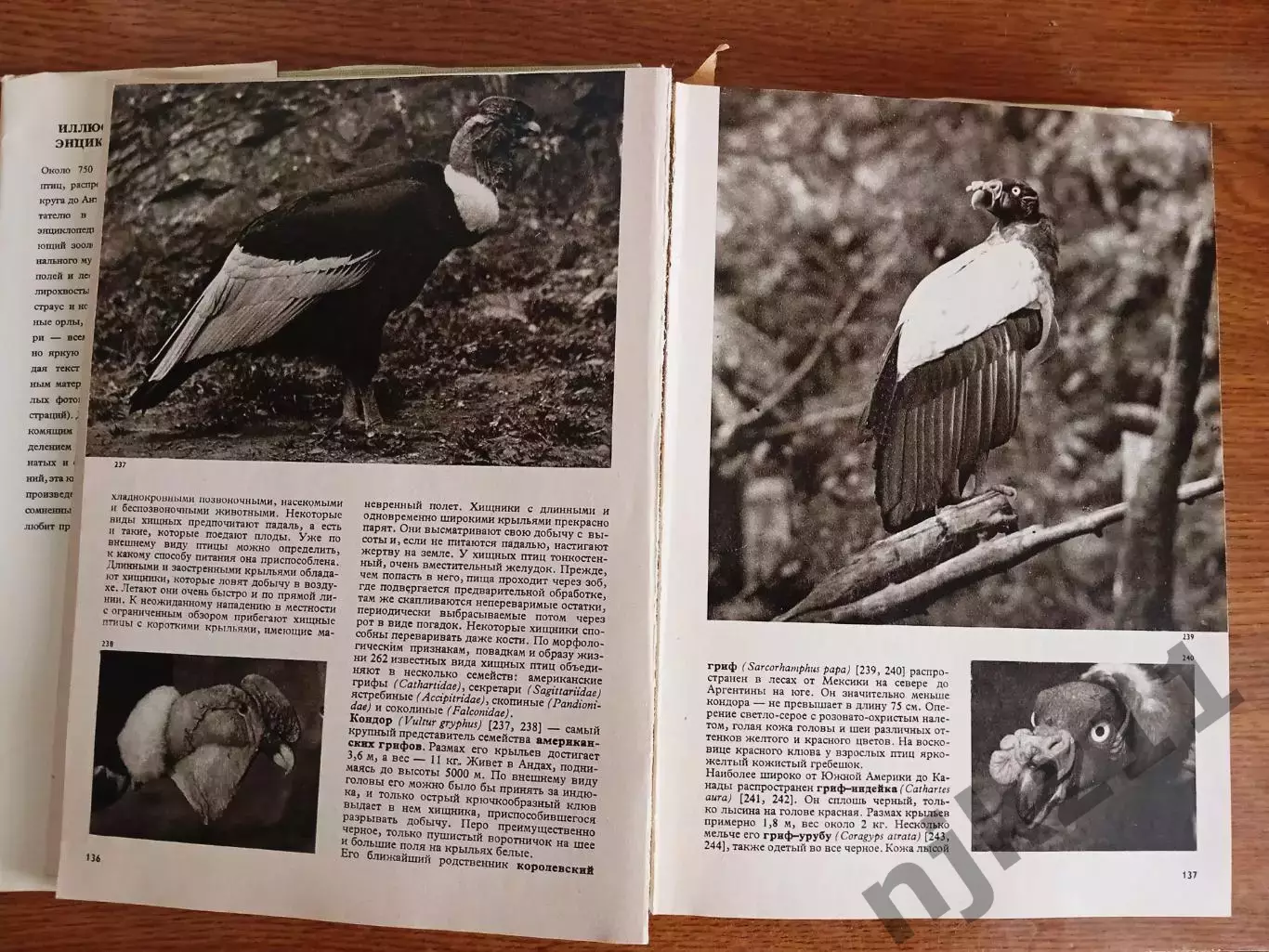 Иллюстрированная энциклопедия птиц Ганзак Ян 1984 2